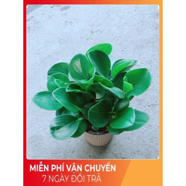 Cây Trường Sinh Kèm Chậu Tự Tưới