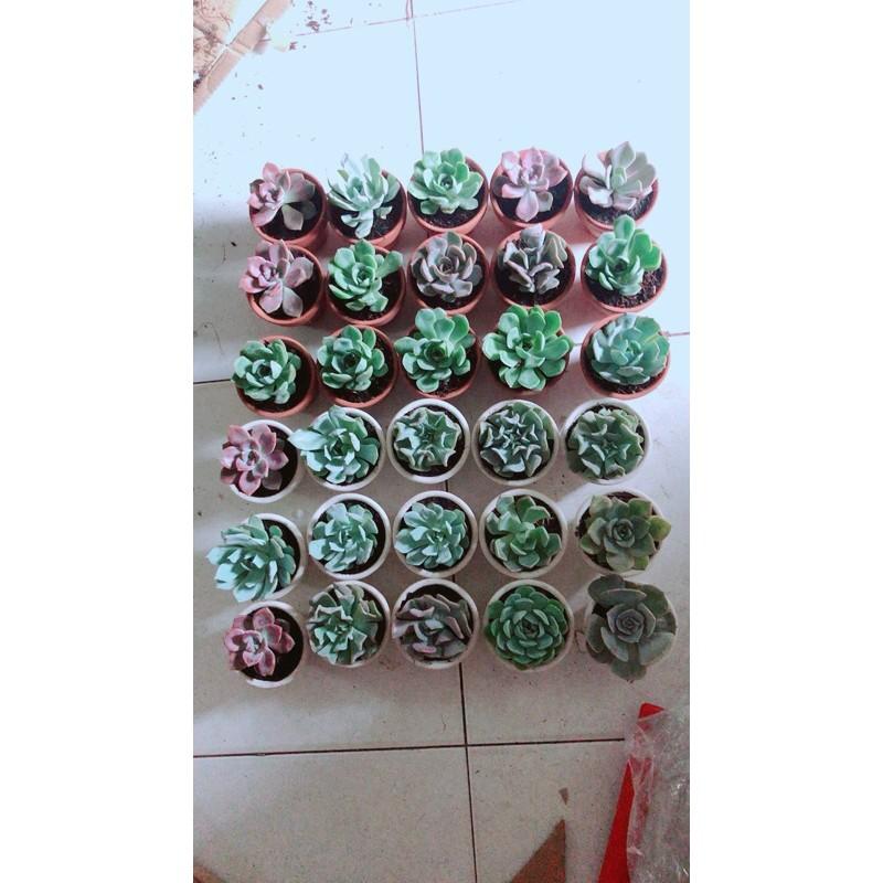 Chậu Sen Đá Nhỏ