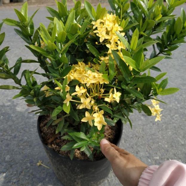 Cây Hoa Mẫu Đơn Vàng