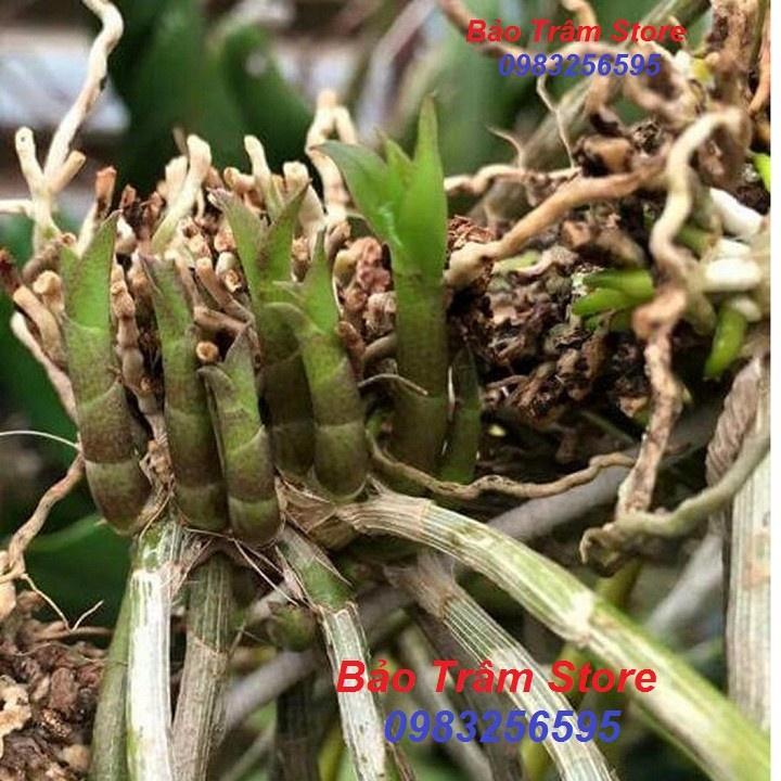 DUNG DỊCH KÍCH CHỒI, KÍCH MẦM keikiduy pro - LOẠI BÔI TRỰC TIẾP