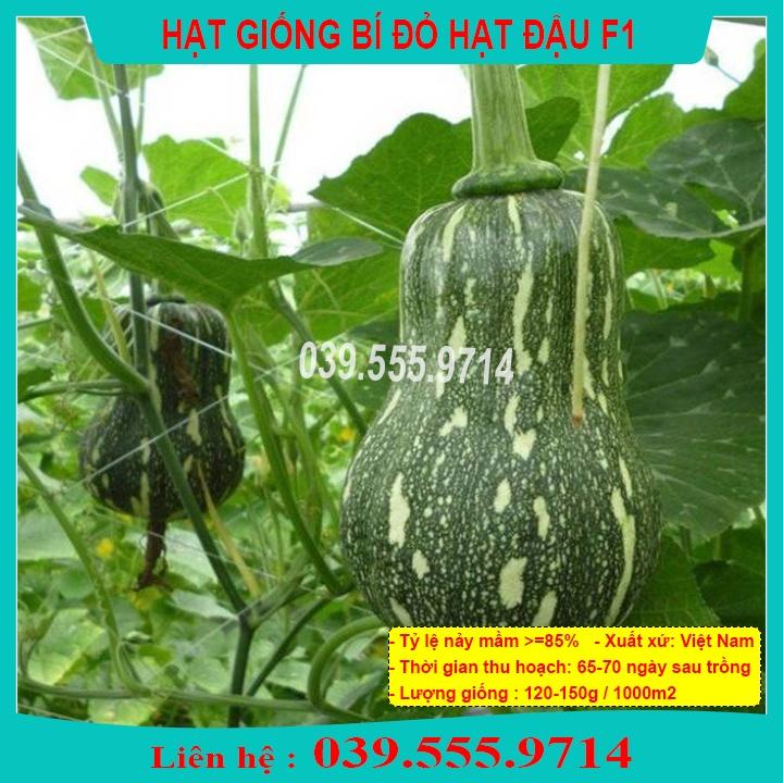 Hạt Giống Bí Đỏ Hạt Đậu F1 Gói 2Gram , quả to đẹp