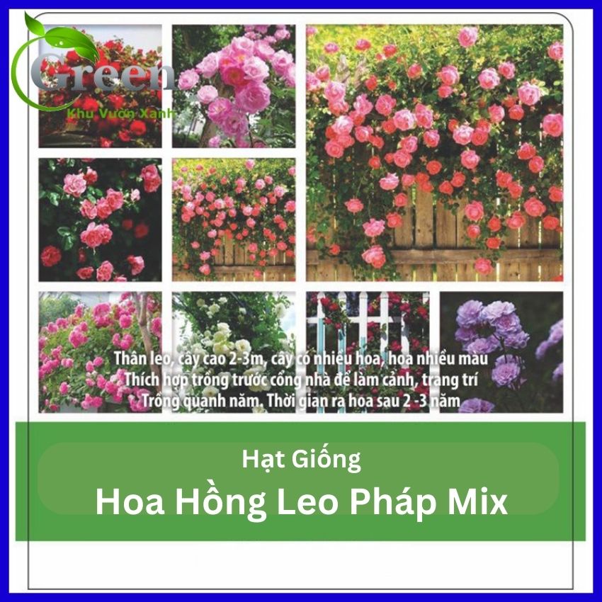 Hạt Giống Hoa Hồng Leo Pháp Nhiều Màu Mix