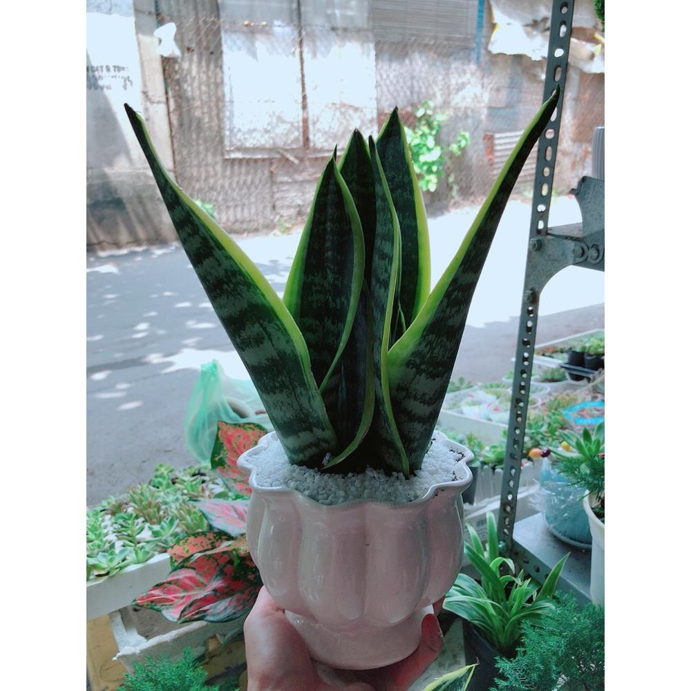 Chậu Lưỡi Hổ Để Bàn Làm Việc