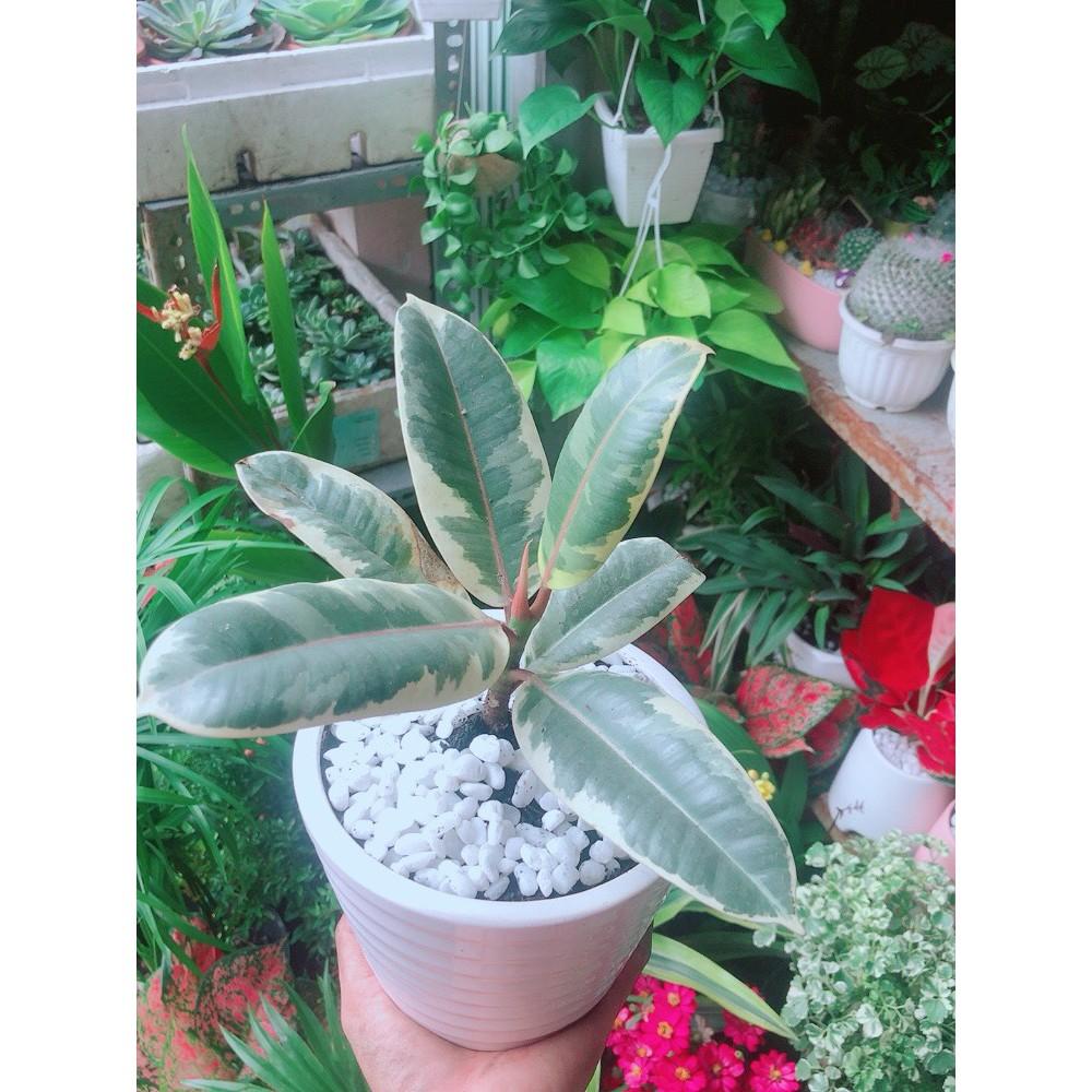 Chậu Cây Búp Đa Đốm