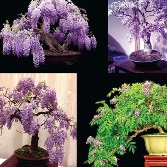 Hạt giống hoa tử đằng nhiều màu dể trồng f1 -gói 5 hạt-tặng kèm gói kích mầm