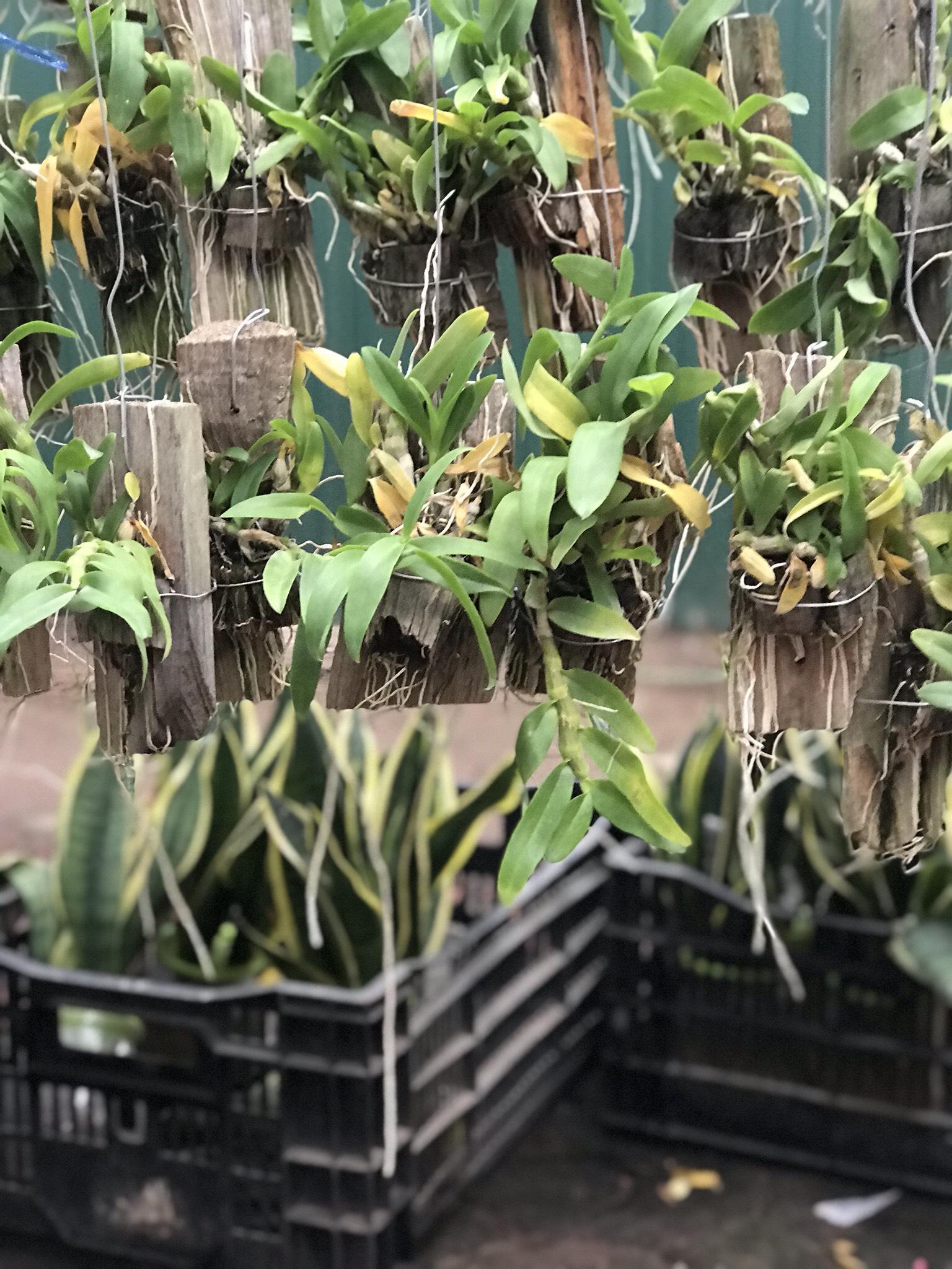 Lan Trầm Lai Phi Điệp Nhập Thái Lan - Ngắn khoang 10-15cm