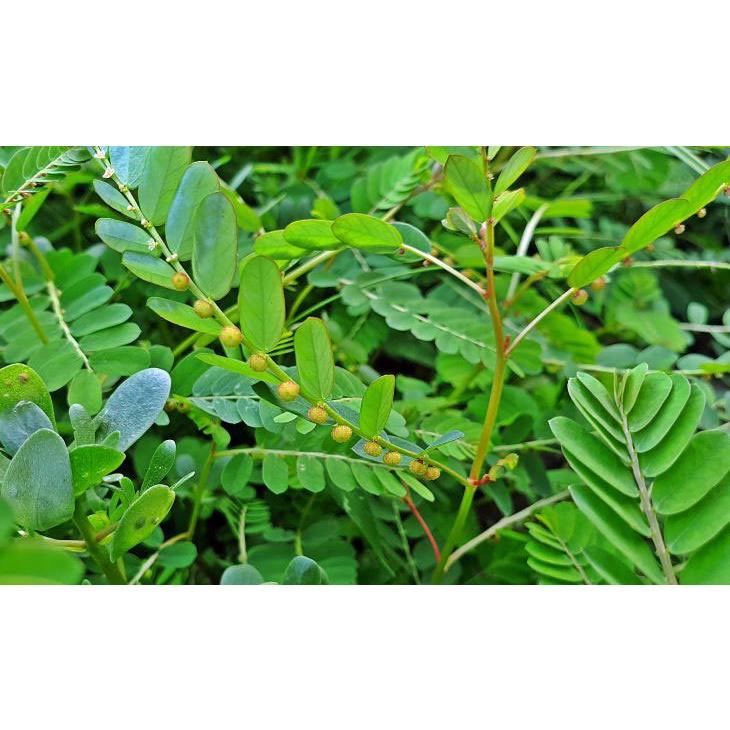 Cây giống Hạ Diệp Châu