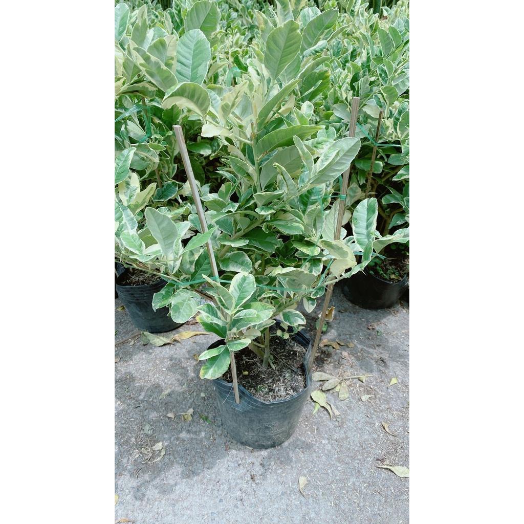 Cây Chanh Cẩm Thạch