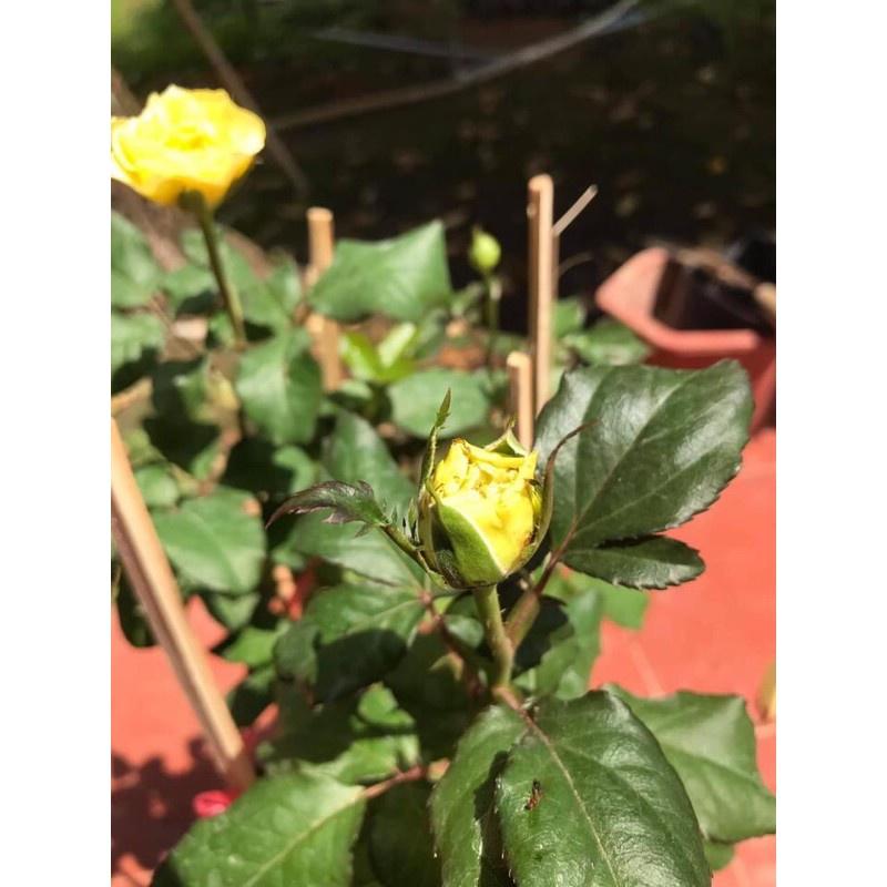Hoa hồng Catalina Rose màu vàng- bầu to cây lớn trưởng thành