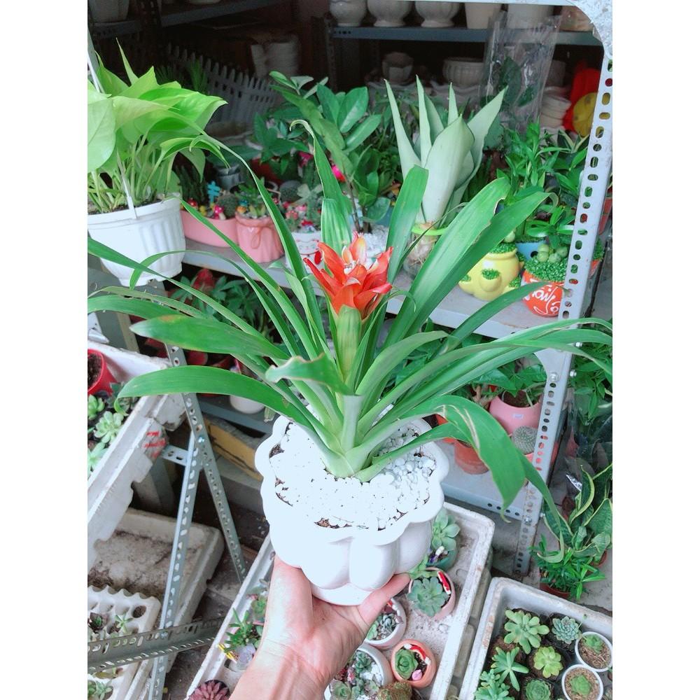 Chậu Phong Lộc Hoa Như Hình