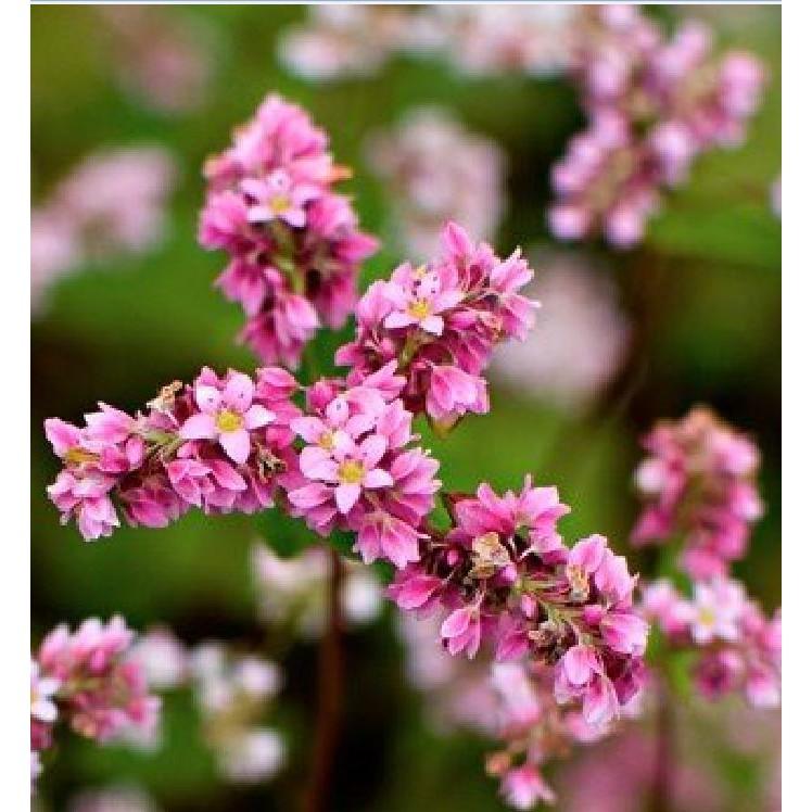 Hạt giống hoa tam giác mạch Mix - gói 10gram