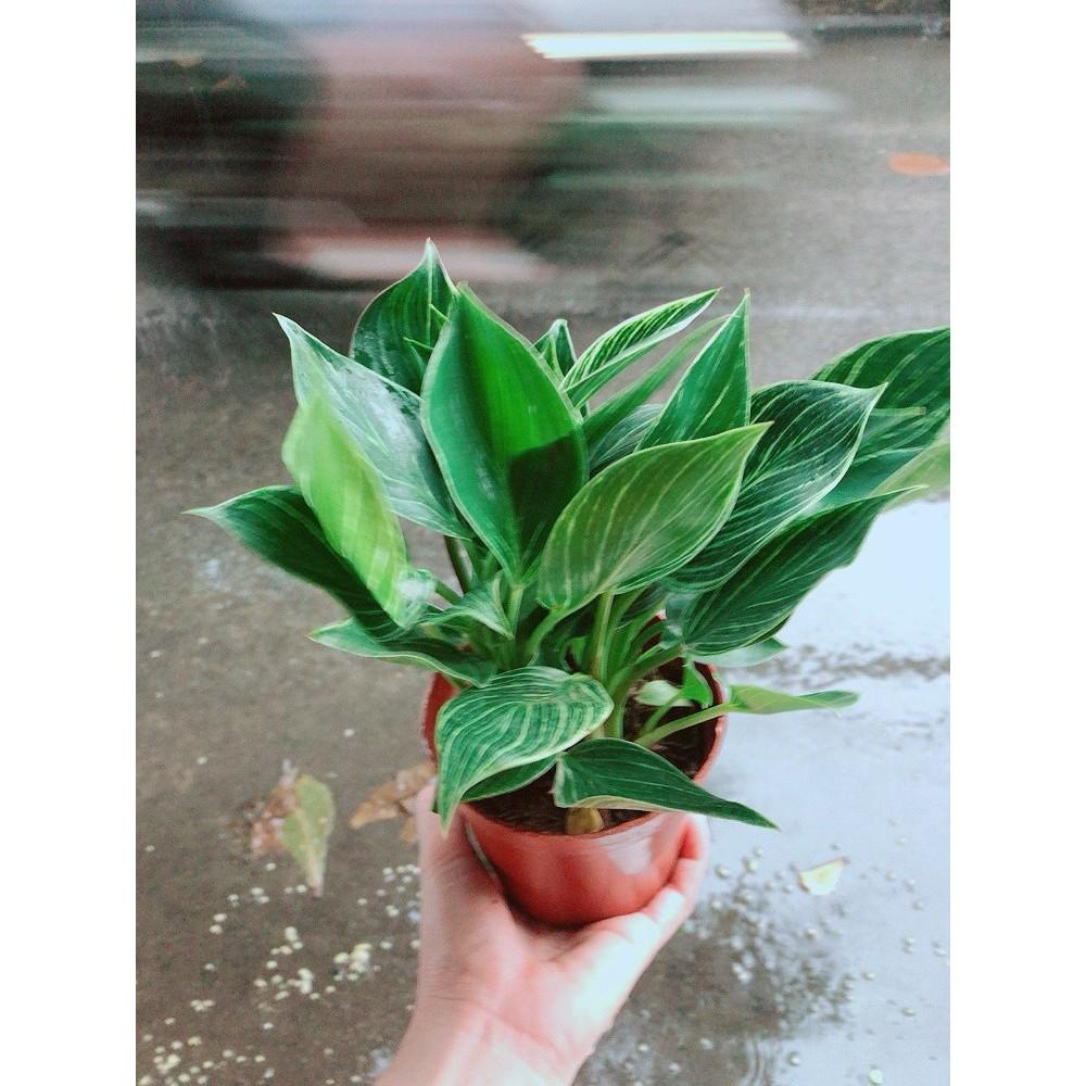 Cây Trầu Bà Cẩm Thạch Hay Trầu Bà Kim Cương Hoặc PHILODENDRON BIRKIN