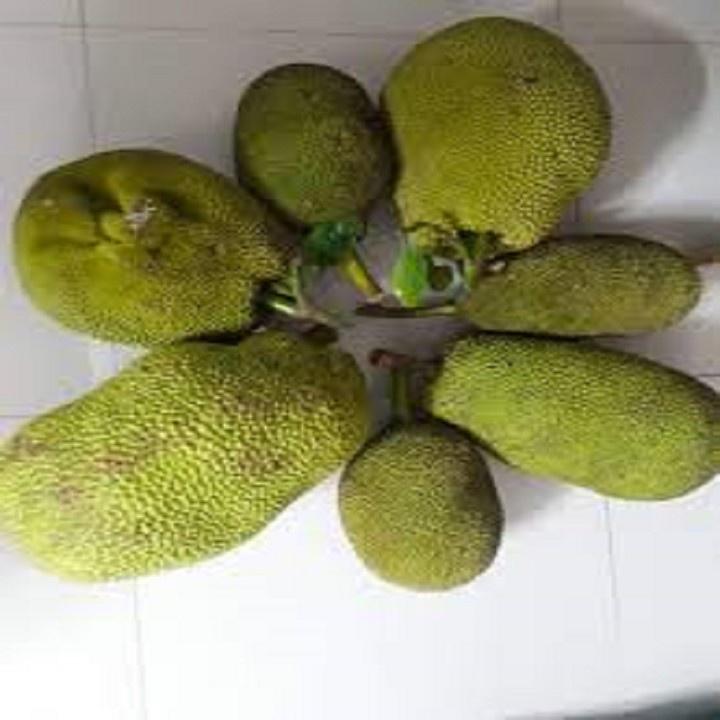 CÂY GIỐNG MÍT TA CAO 40-60CM