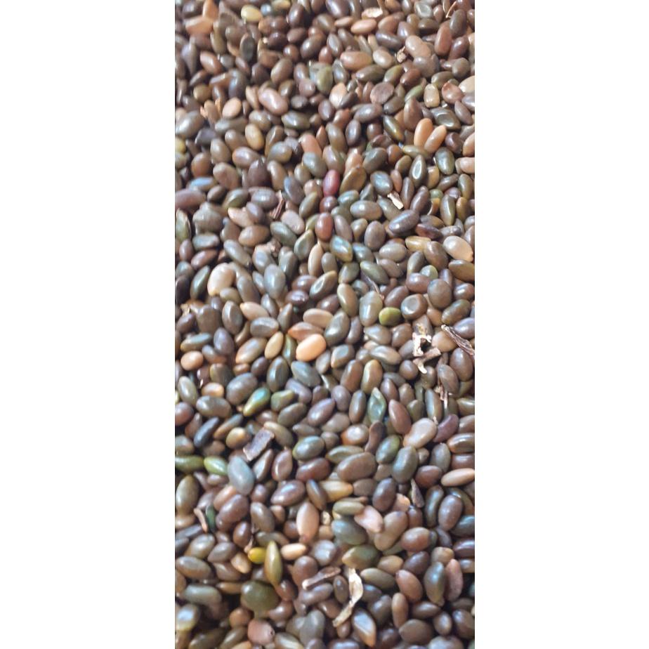 50 gram hạt giống bồ kết