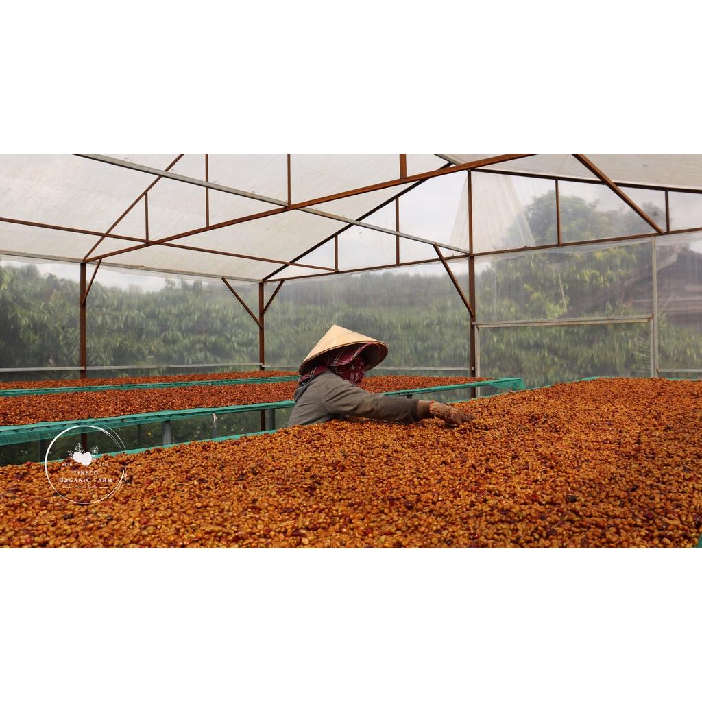Robusta Honey - Cà phê chất lượng cao, hương thơm ngọt ngào - Cà phê pha phin/ pha máy |500gr|