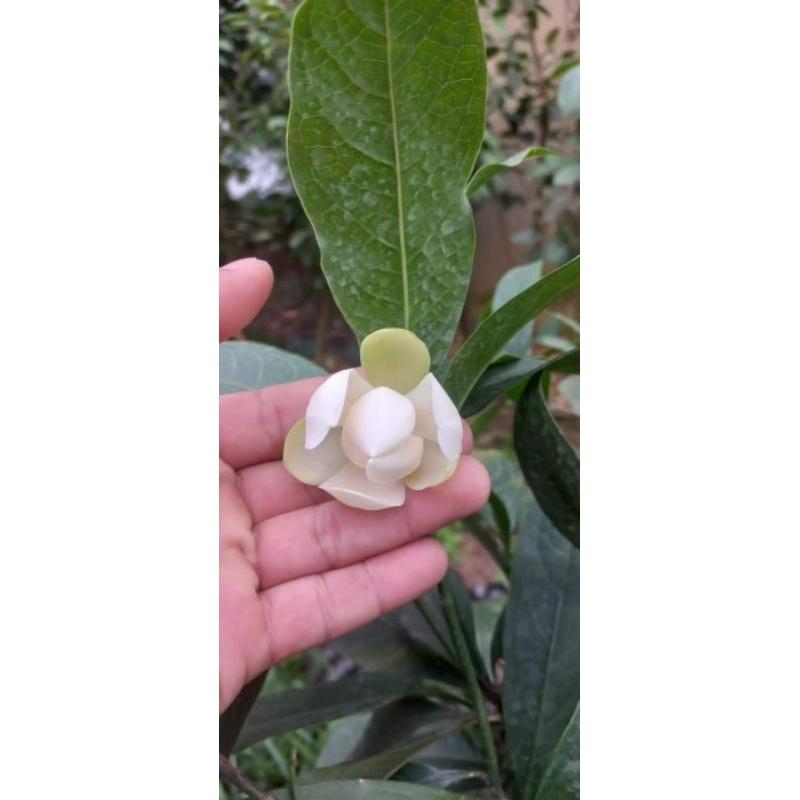 Cây hoa dạ hợp hương hoa rất thơm