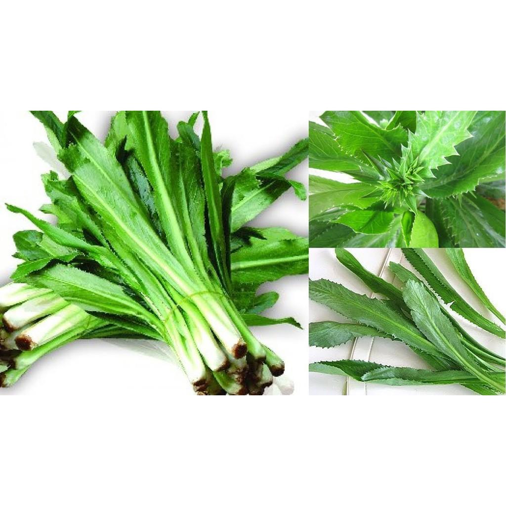 Hạt giống mùi tàu cao sản gói 10gr