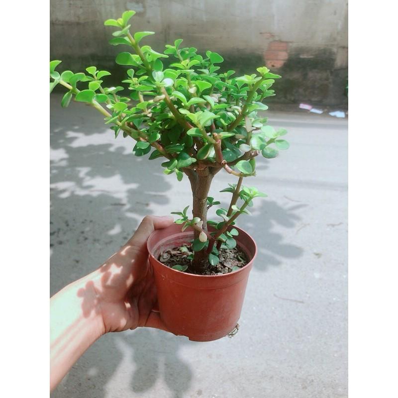 Cây Cành Vàng Lá Ngọc