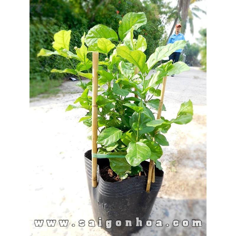 Combo 4 bầu cây giống hoa nhài cổ siêu thơm