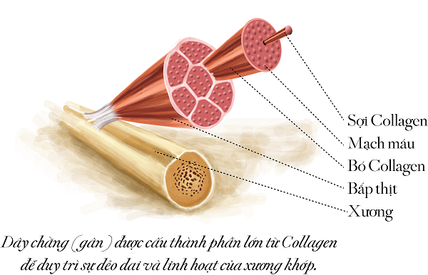 Dấu hiệu cơ thể thiếu hụt Collagen Dấu hiệu cơ thể thiếu hụt Collagen