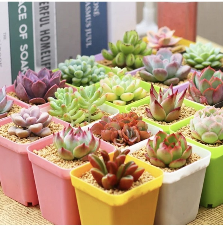 500GR - Đá Khoáng Maifan chuyên trồng Sen Đá, Xương Rồng, Bonsai - giữu Màu, Tạo Màu Hoa