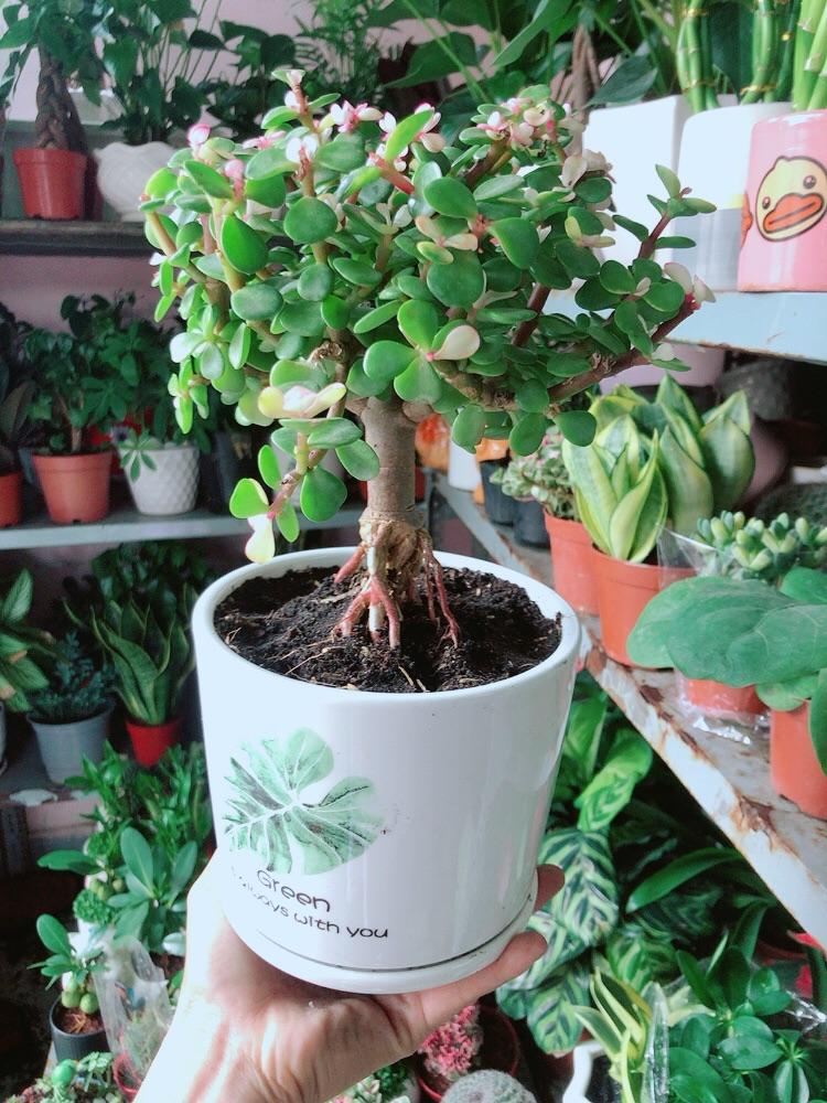 Chậu Cây Cành Vàng Lá Ngọc Cổ Thụ