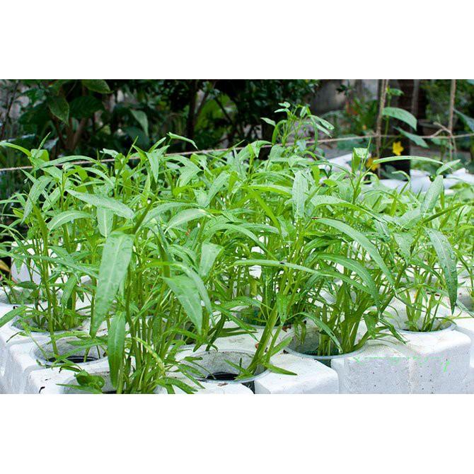 Gói 100g hạt giống rau muống lá tre Việt Nam