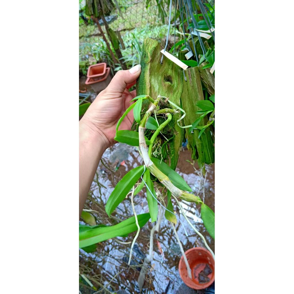 Hoa phong lan phi điệp trắng thái