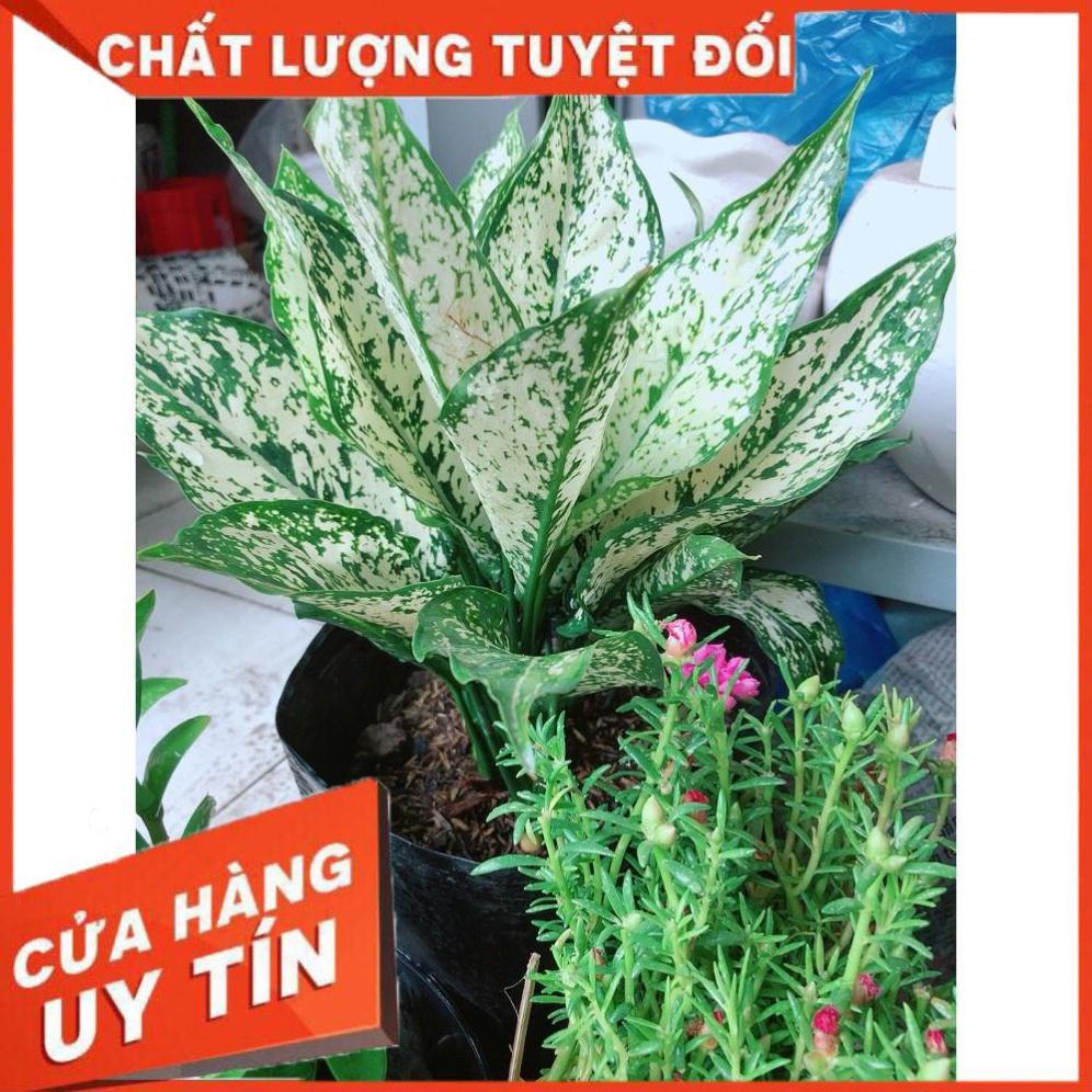 Cây Ngọc Ngân Size lớn