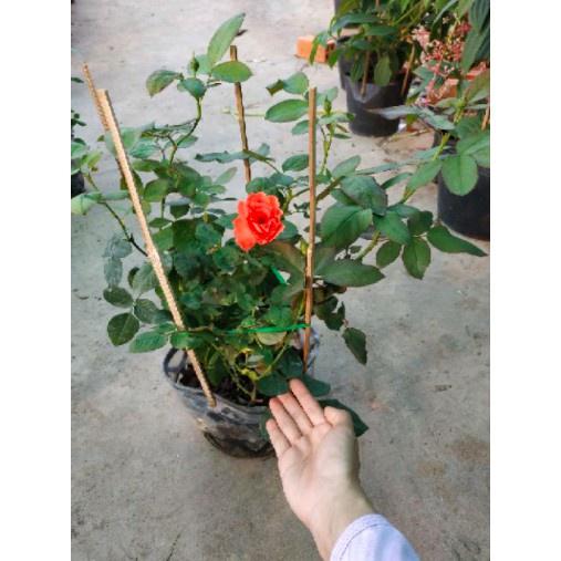 Cây giống Hồng Lửa Sa Đéc, hồng Tố Nữ - bầu to, cây lớn trường thành