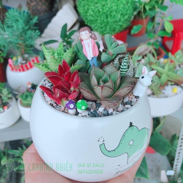 Chậu sen đá tiểu cảnh