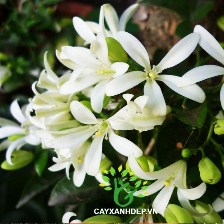 CÂY HOA NGUYỆT QUẾ LEO ĐANG RA HOA