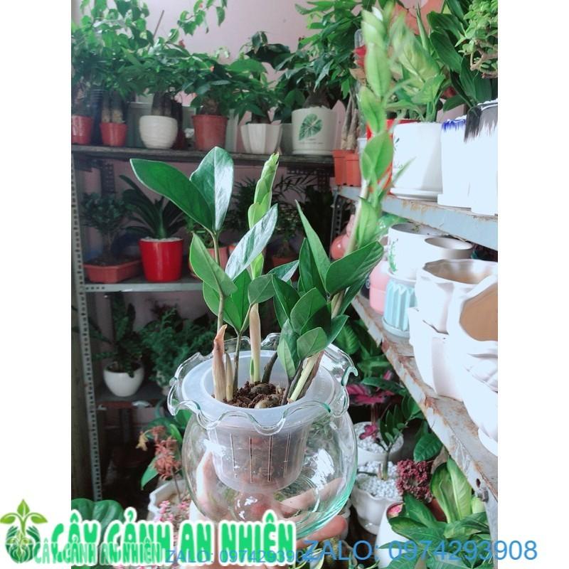 Chậu Cây Kim Tiền Thái Thuỷ Sinh
