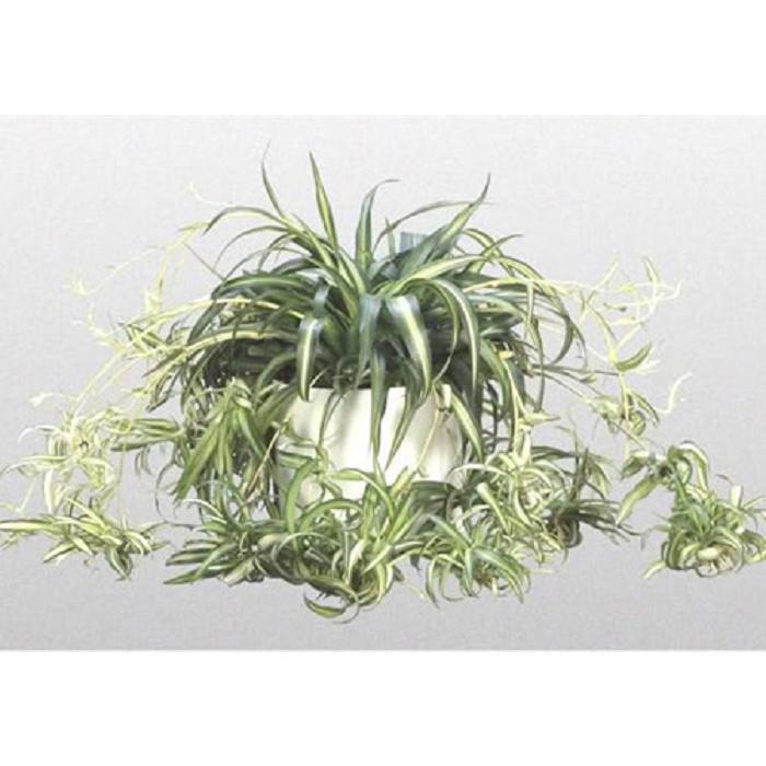 CHẬU CÂY LAN CHI  ĐẸP NHÀ, VƯỢNG KHÍ CHO GIA CHỦ