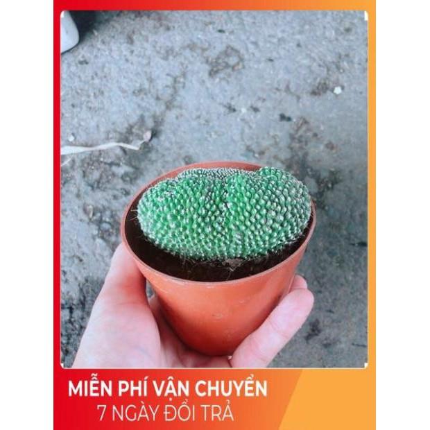 Xương Rồng Bụi