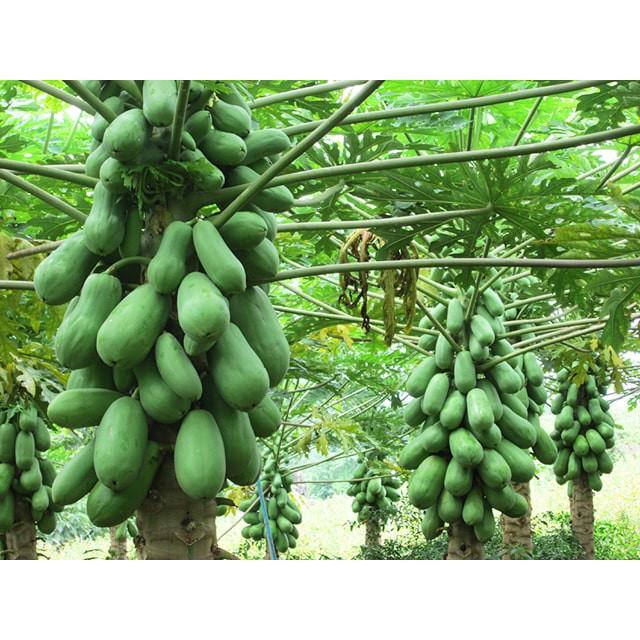 Cây giống Đu Đủ Thái Lan siêu sớm. .