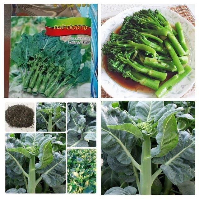 Hạt giống cải làn phú nông