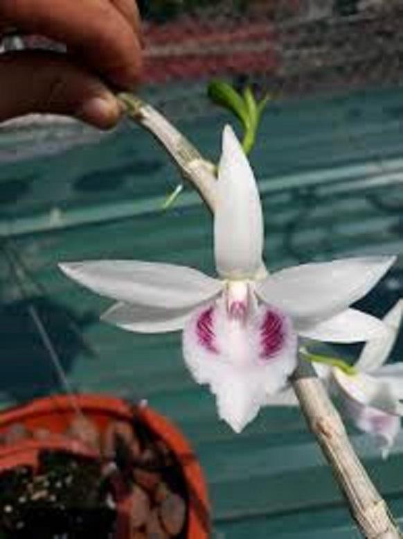 CHẬU Lan Phi điệp 5 cánh trắng THỦY TIÊN