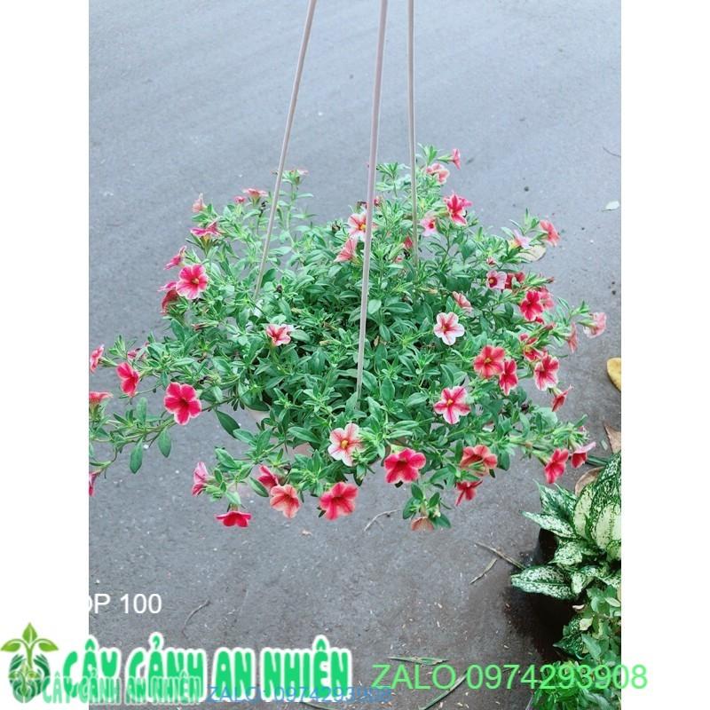 Chậu Hoa Triệu Chuông