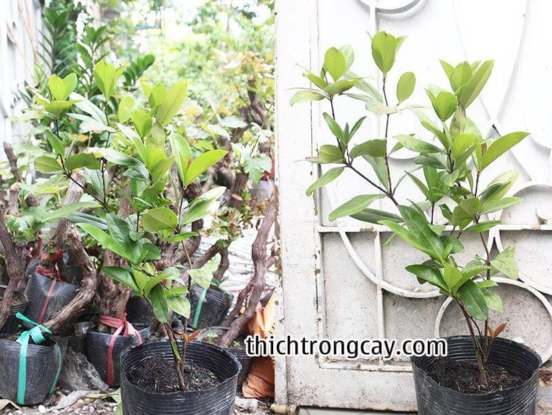 Cây cherry chịu nhiệt, cây giống gửi đi nguyên bầu