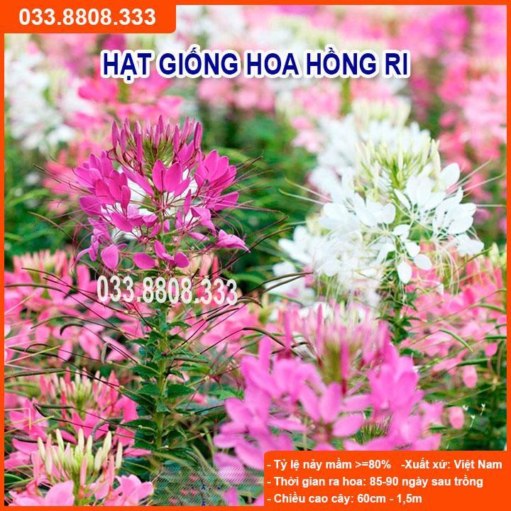 HẠT GIỐNG HOA HỒNG RI - GIỐNG CHUẨN