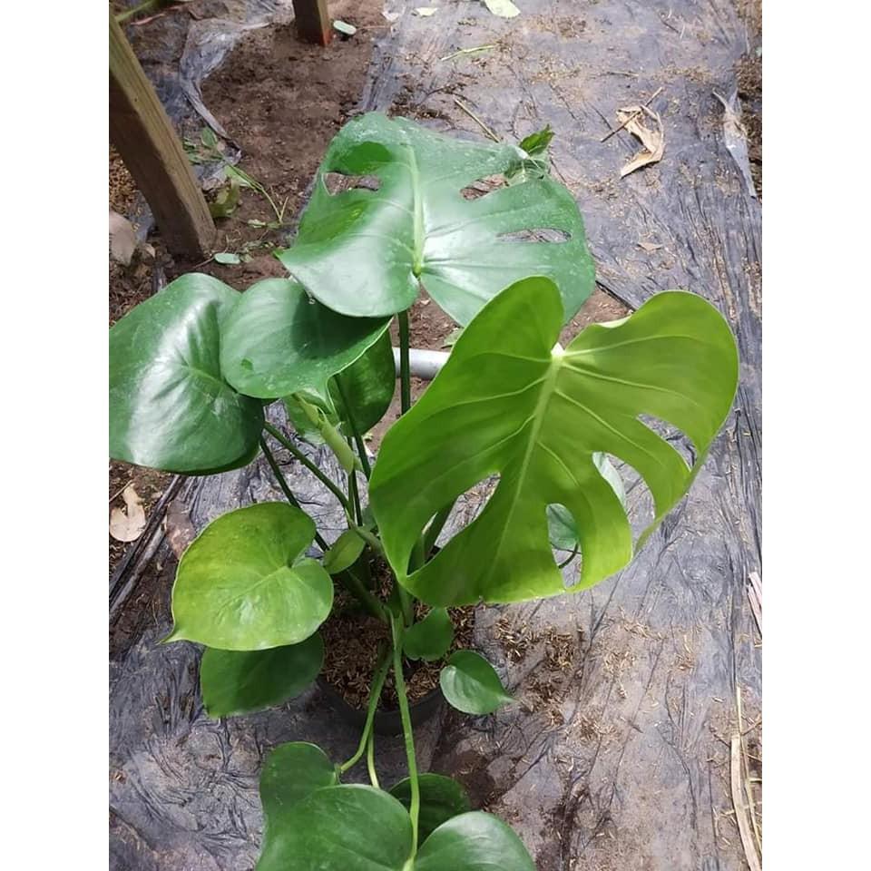 Cây đẹp, Trầu bà Lá Xẻ Nam Mỹ