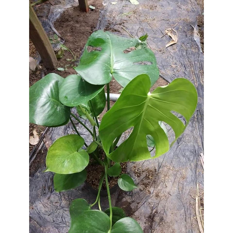 Cây đẹp, Trầu bà Lá Xẻ Nam Mỹ (Monstera deliciosa)