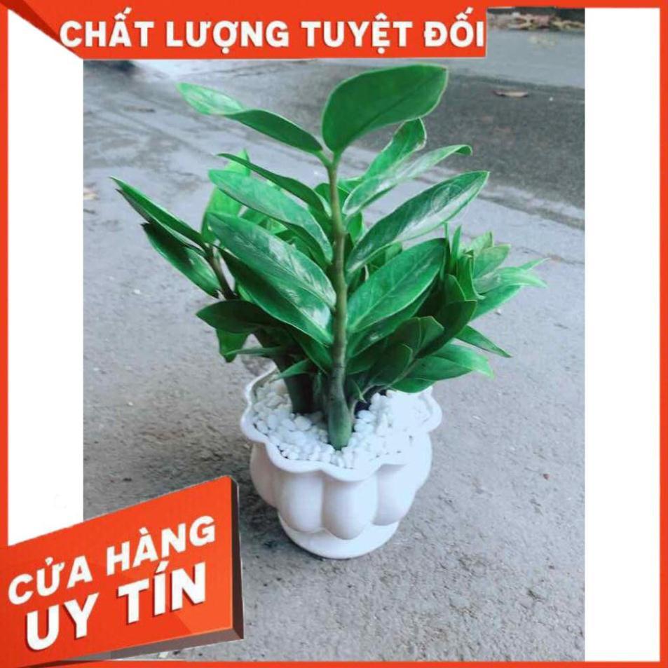 Chậu Kim Tiền Nhiều Người Mua