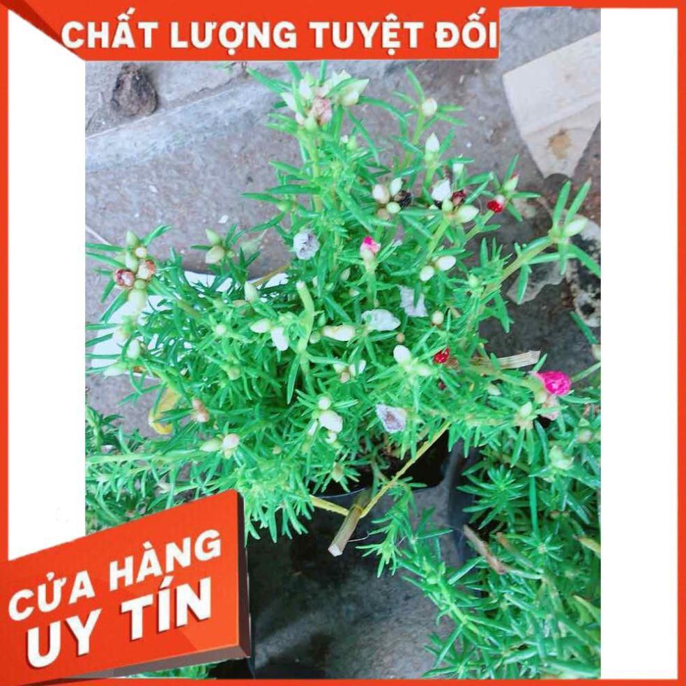 Hoa mười giờ mỹ Nhiều Người Mua