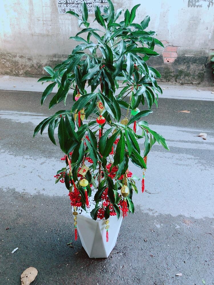 Chậu Cây Kim Ngân Lượng