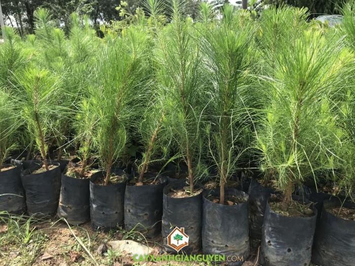 Cây Giống Thông Ba Lá