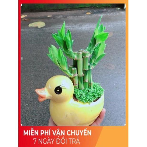 Chậu Trúc Phát Tài Vịt Vàng