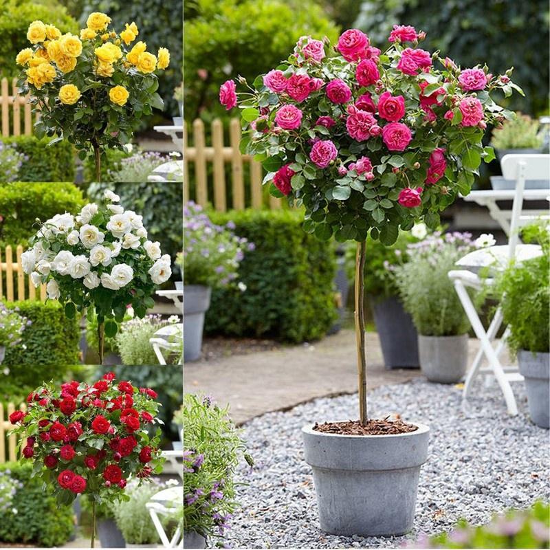 Hạt giống hoa hồng thân gỗ nhiều màu KNS3421 - Gói 10 hạt