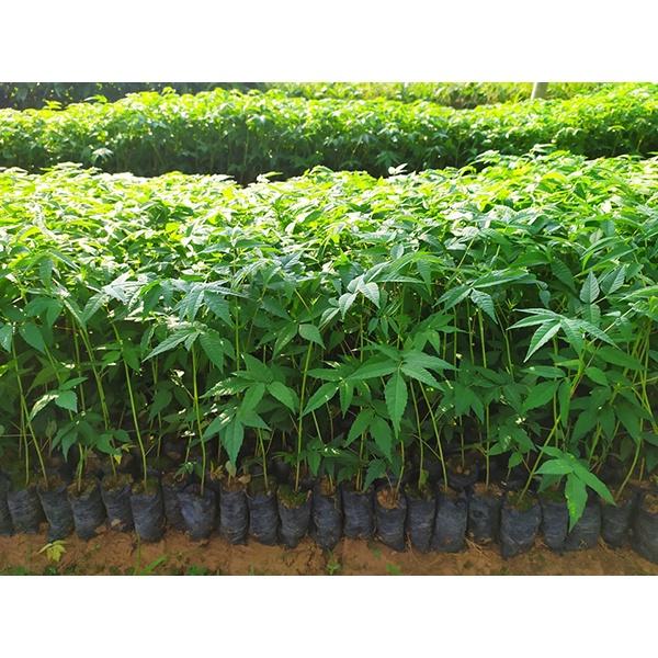 Cây xoan đào giống